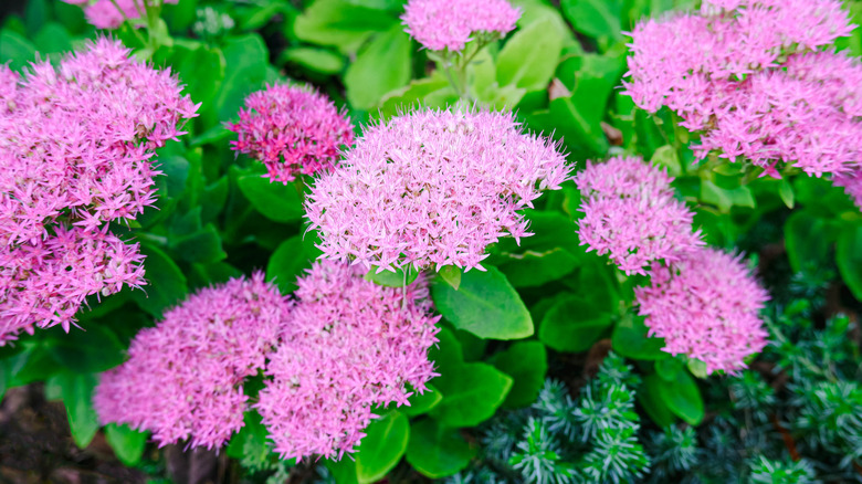 Pink sedum flowers growing in a garden
