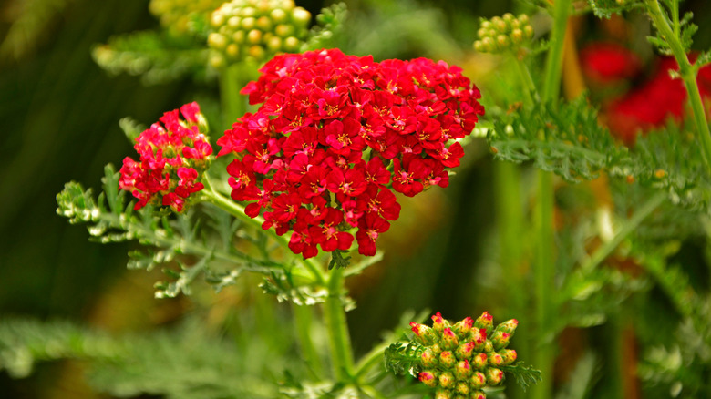A close-up of a red yarrow flower