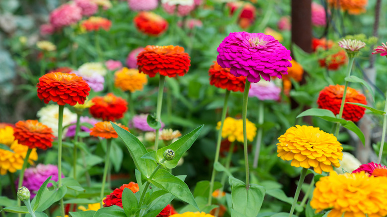 Flowering red, yellow, and pink zinnias