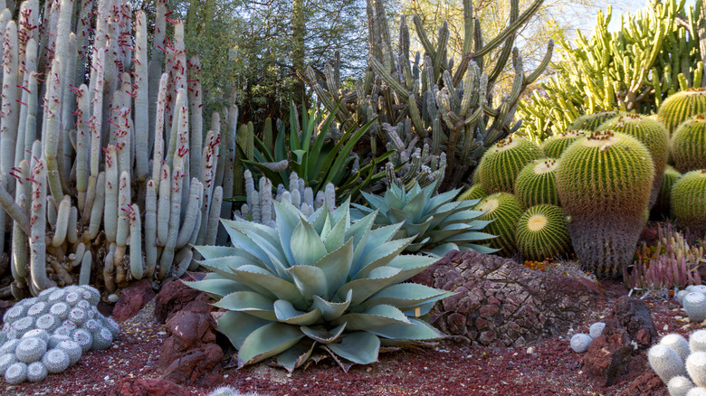 A cactus garden full of succulents and cacti