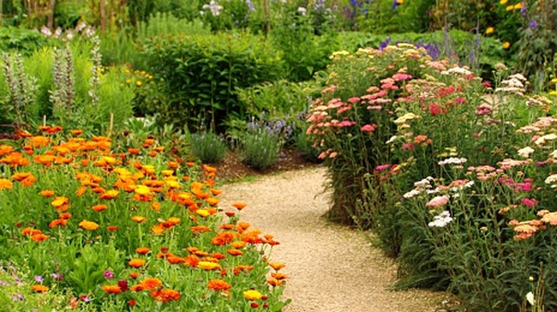 A gravel path goes through a wildflower garden