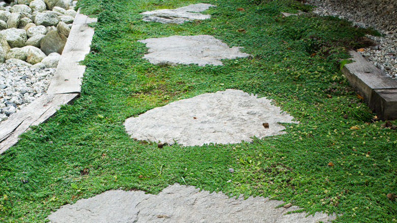 Creeping thyme between stones on a path
