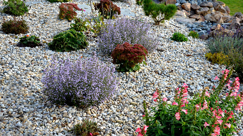 Plants growing in a gravel garden