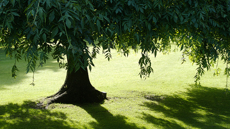A large tree shades the lawn around it