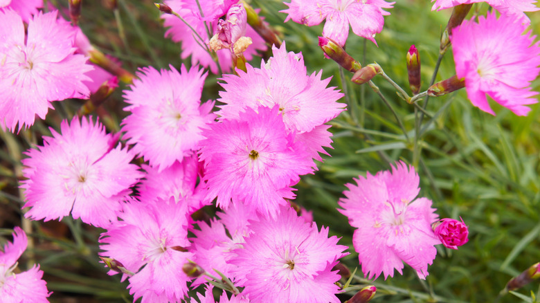Closeup of cheddar pink blooms