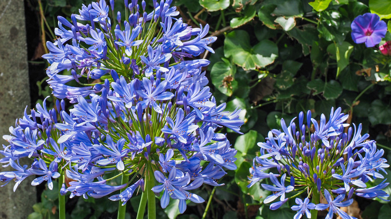 Closeup of Lily of the Nile blooms