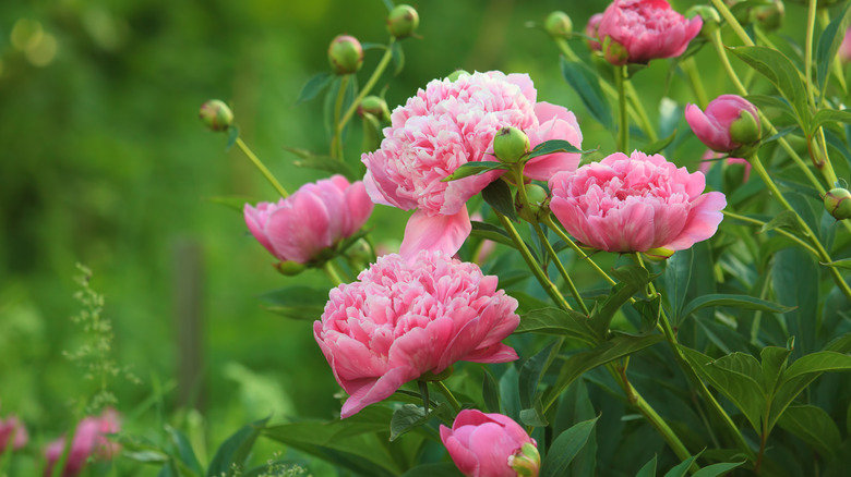 Closeup of pink peony flowers