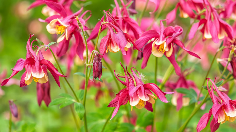 Closeup of red wild columbine blooms