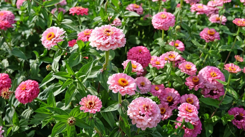 Closeup of pink zinnia blooms