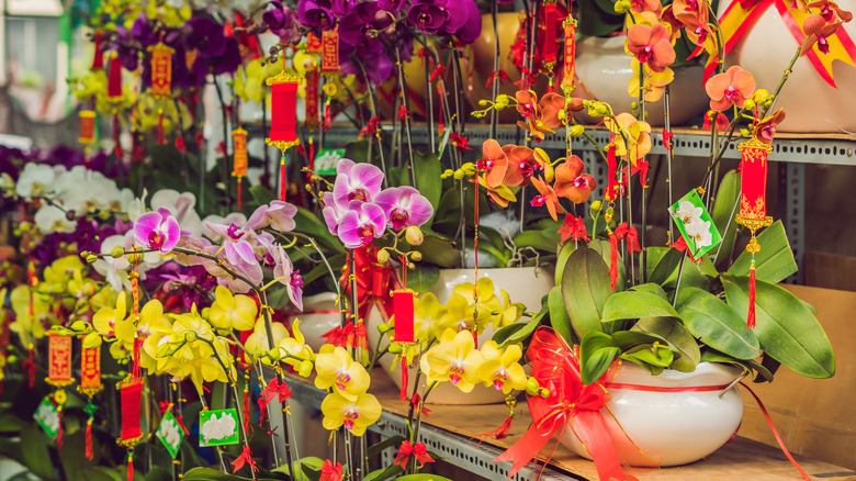 Orchids for Lunar New Year