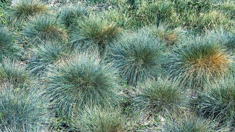 Close-up of clumps of blue fescue grass.