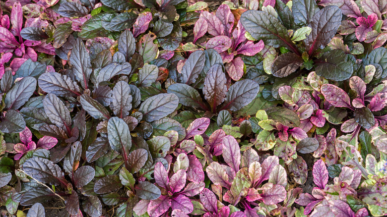 Close-up of multicolored bugleweed plant.
