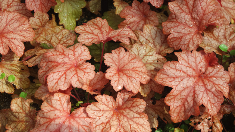 Close-up up of Coral bells 'Paprika' with raindrops on the leaves.