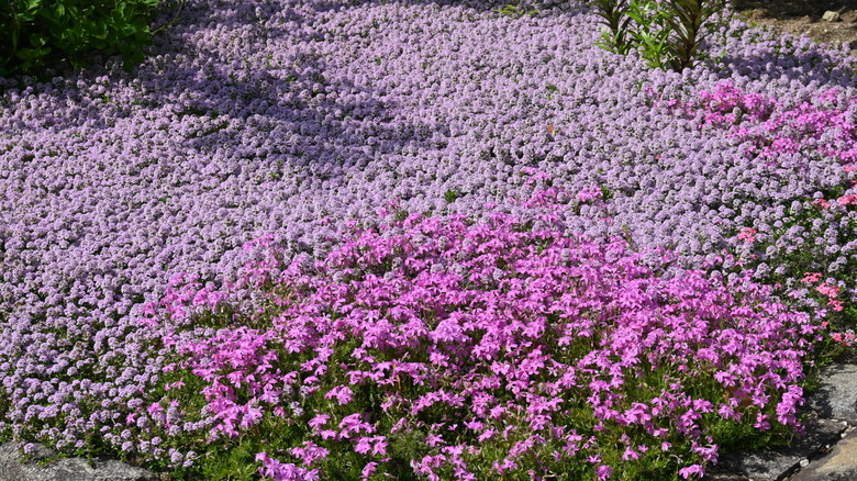 A close-up of creeping thyme with pink and purple flowers in a meadow.