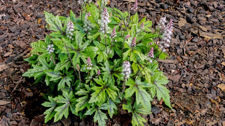 Close-up of a foamflower with blooming flowers.