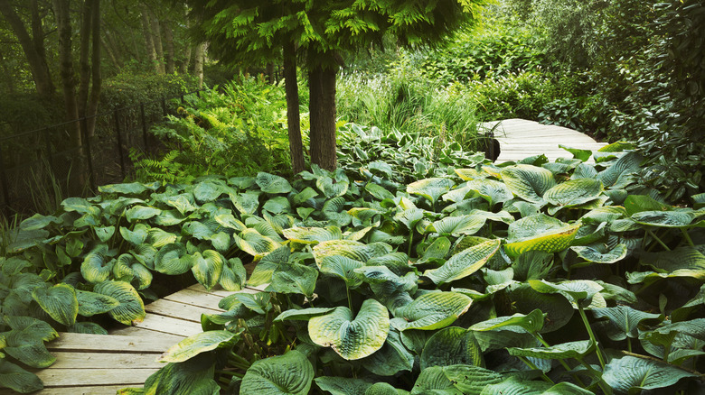 Green hostas surround a winding wooden path in a verdant forest.