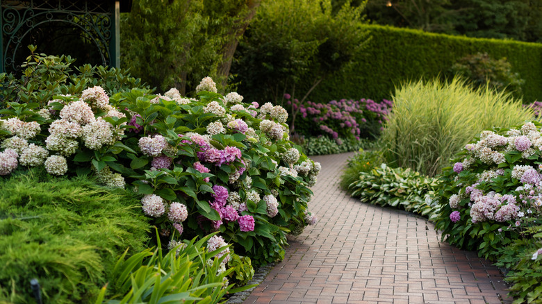 A paved path in a garden is bordered by white and pink hydrangeas shrubs along with other verdant plants.