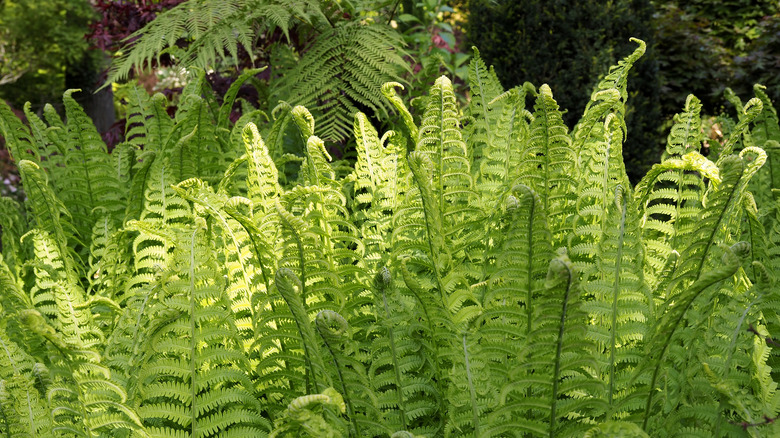 Close-up of a lady fern in a garden.