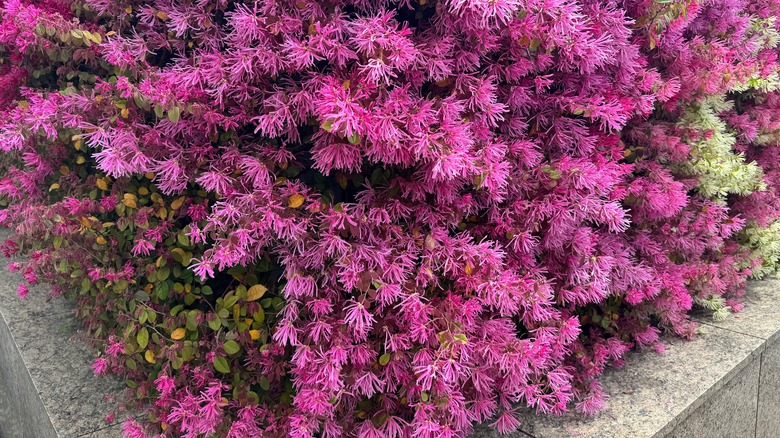 Close-up of a Loropetalum chinense var.rubrum in bloom with pink flowers.