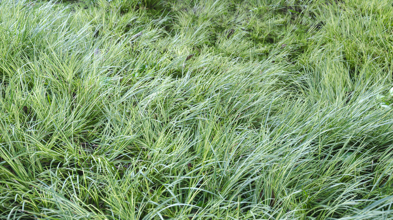 A close-up of sedge.