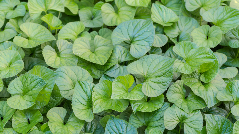 Close-up of wild ginger in a shade garden.