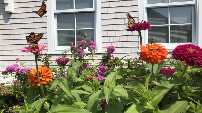 Three Monarch butterflies flitting about colorful flowers in a garden