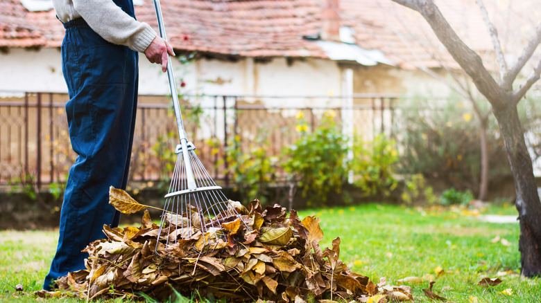 Person raking fallen leaves in a garden