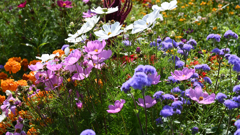 Orange, lavender, purple, and white flowers growing in a garden