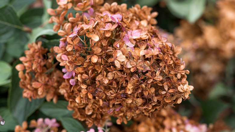 Spent hydrangea flowers in a garden requiring pruning
