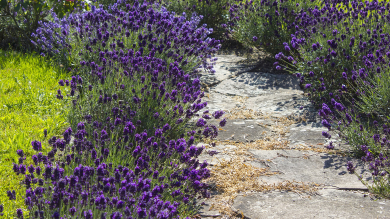 Purple flowers on both sides of a stone-paved garden path