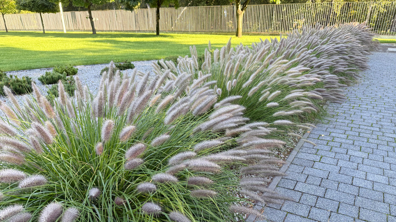 A row of ornamental grass in a landscape