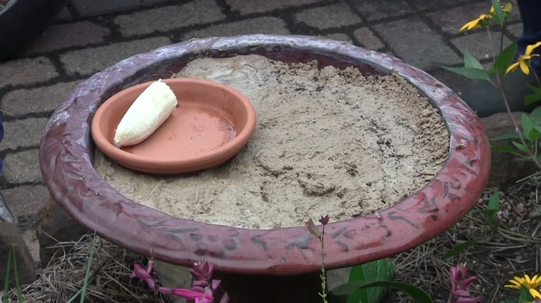 Half a banana in a dish in a garden