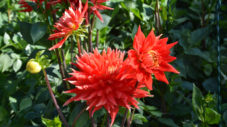 Red double-form dahlias in a garden