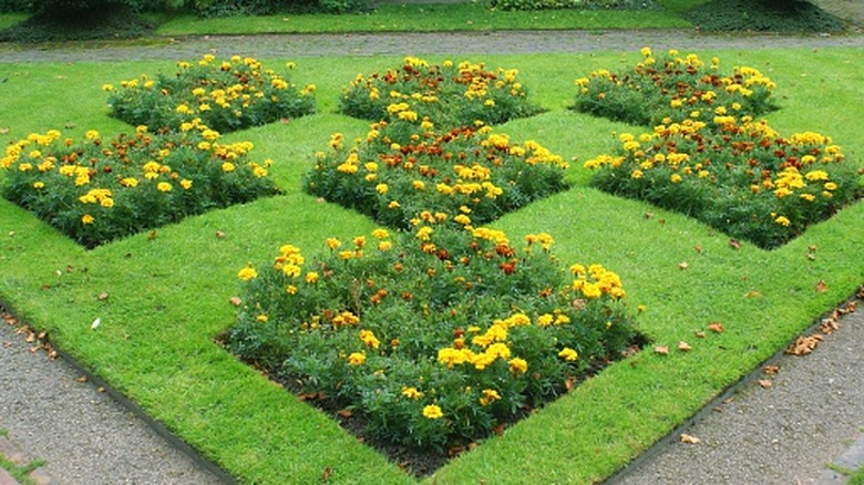 Scattered flower beds of the same kind in a garden
