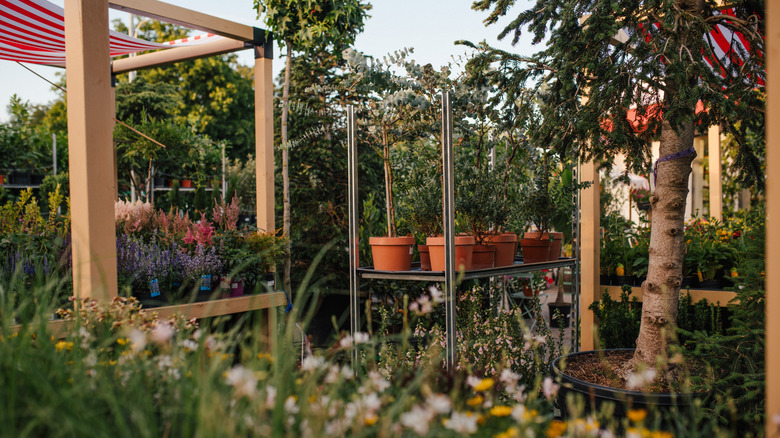 A plant nursery filled with different kinds of plants