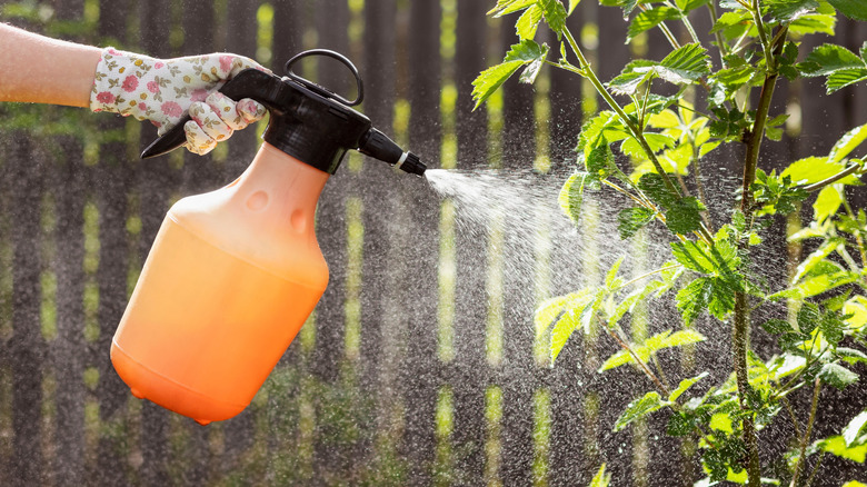 A gloved hand spraying pesticide on a plant in a yard