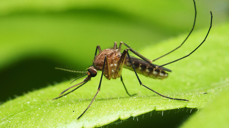mosquito standing on a leaf