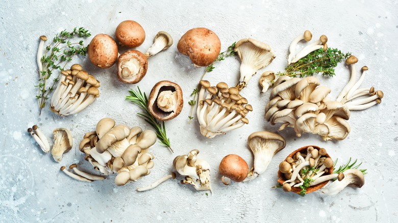 Many varieties of mushrooms 