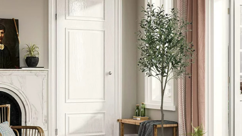 olive tree