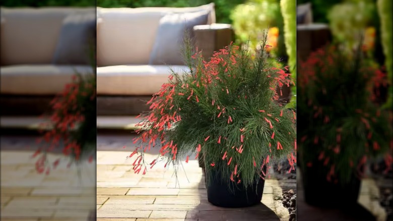 Nature's Way Farms' 1.72 Gallon Red Russelia Firecracker
