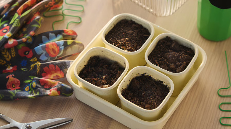 IKEA's DOFTRIPS plant starter set