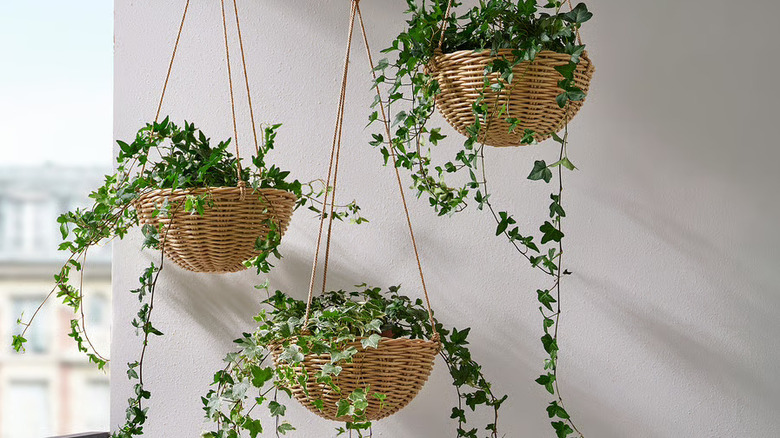 IKEA's FLODBJÖRK hanging planter
