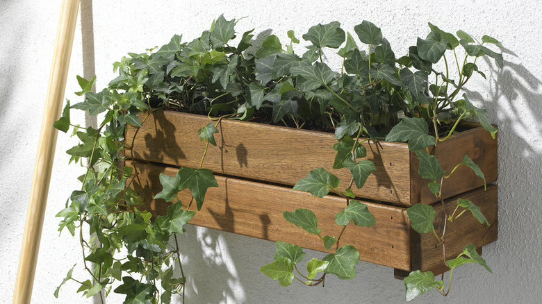 IKEA's STJÄRNANIS flower box
