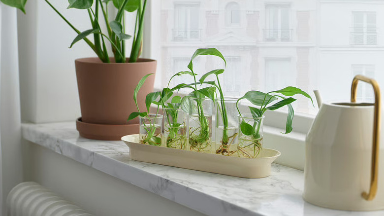 IKEA's VATTENKRASSE clear glass propagation set