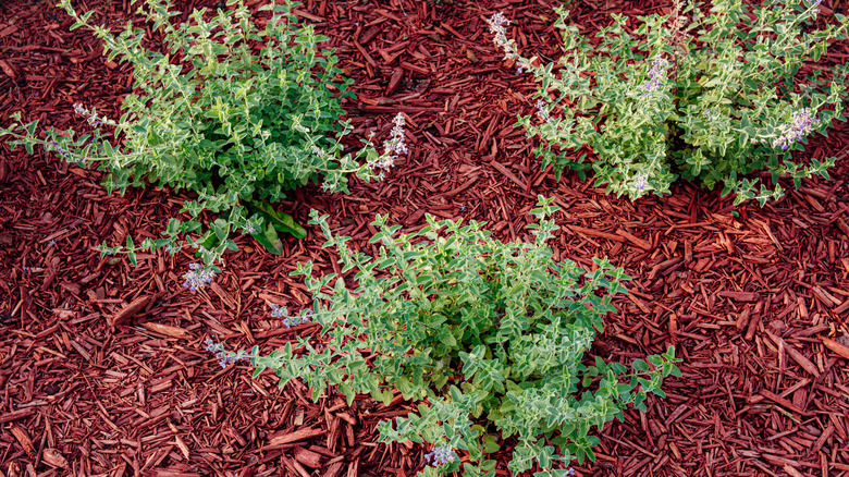 red mulch in a raised bed
