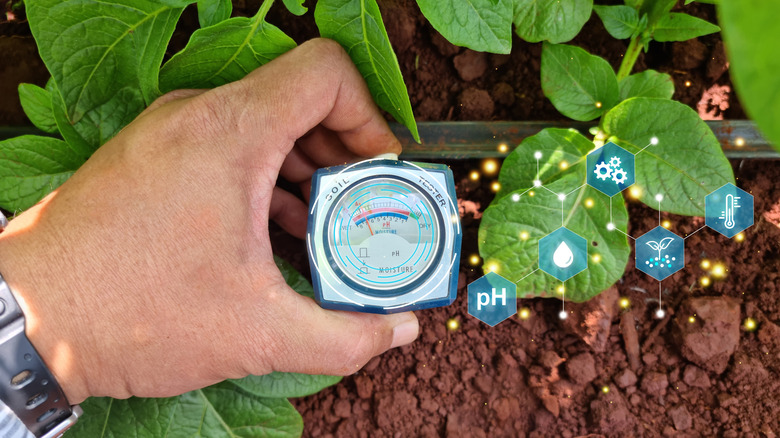 Soil moisture meter in garden bed