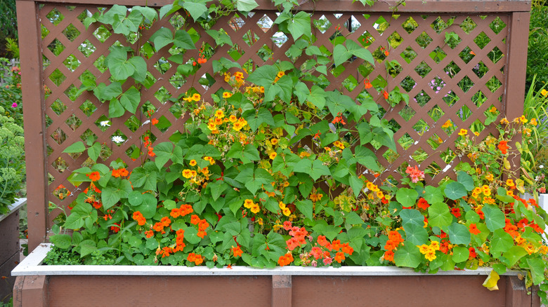 Ornamental trellis on raised bed