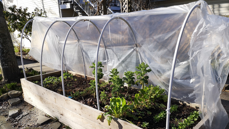 Garden hoops on raised bed