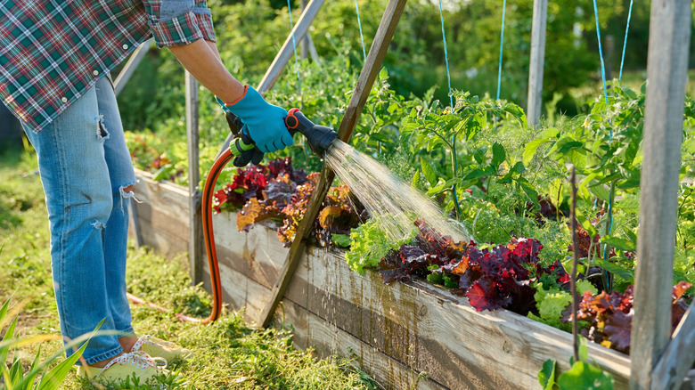 Watering a raised garden bed