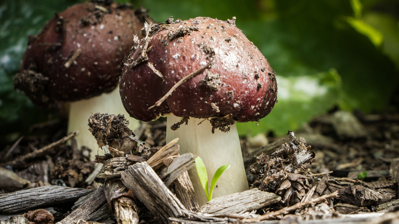 Wine cap mushrooms growing